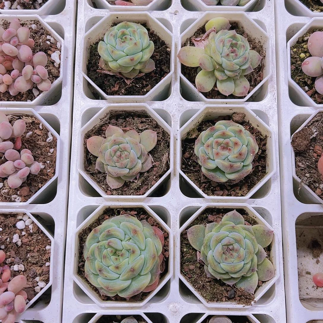 8角盆红钻冰魄19包邮