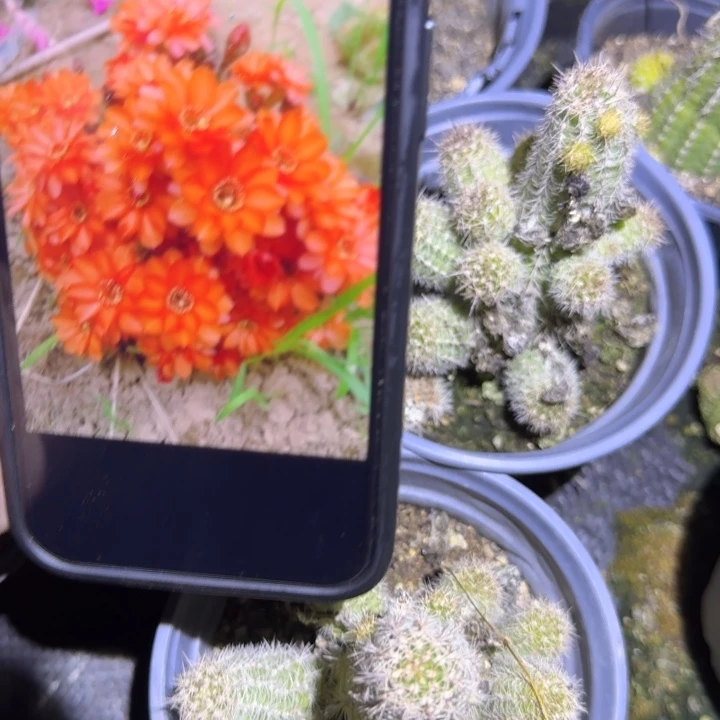 白檀仙人掌52白檀768