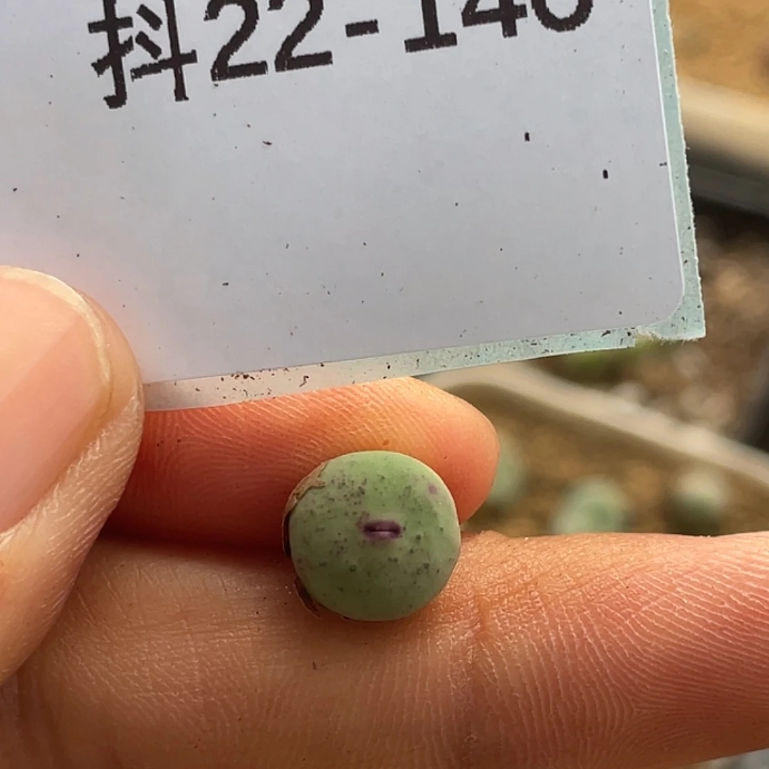 22-146四季常红嘴多肉植物