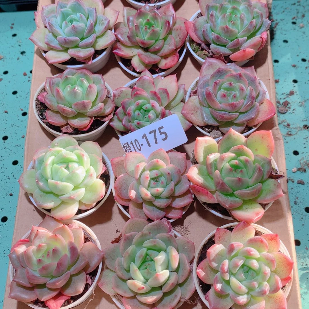 10-175一物一拍多肉带盆18颗