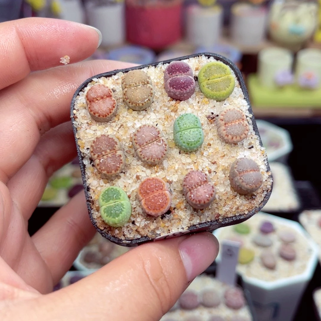 78号带盆包邮发货