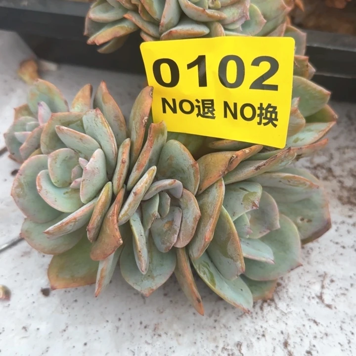 102号粗腿血凤缀化