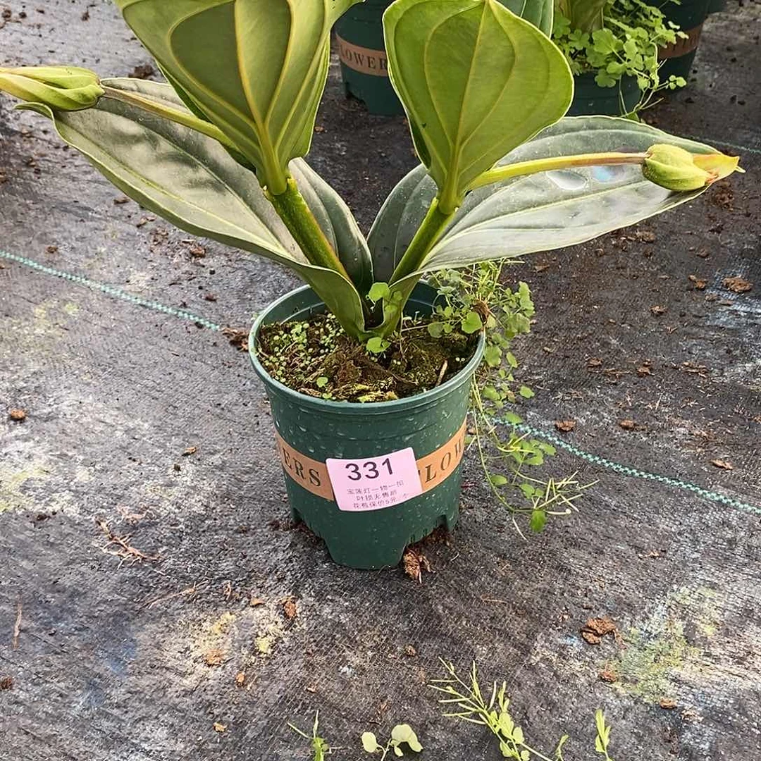 木本植物家**宝木本花卉331