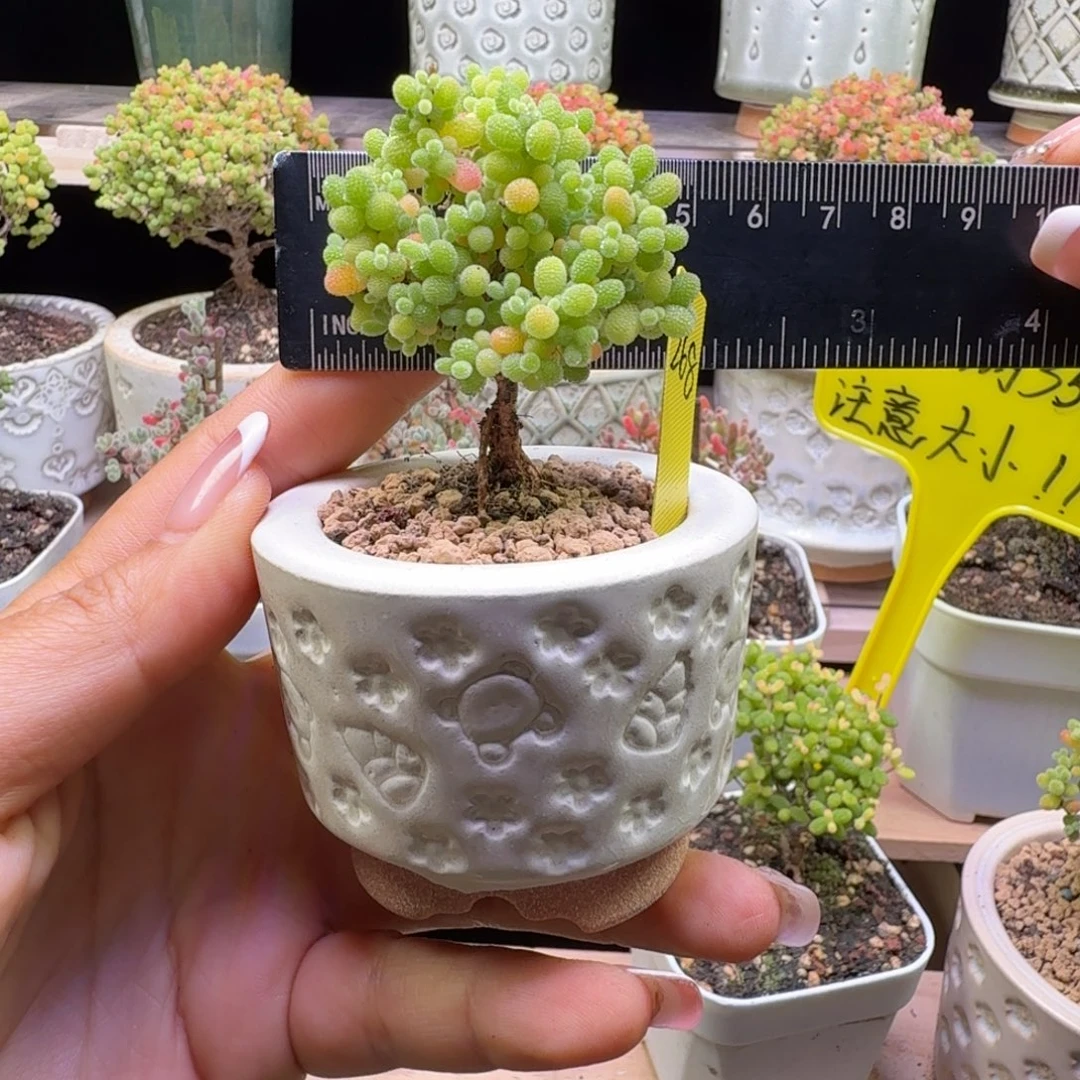 a268号橘子糖冠服5厘米左右带盆发