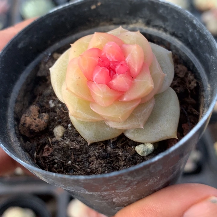 甜心多肉一物一拍