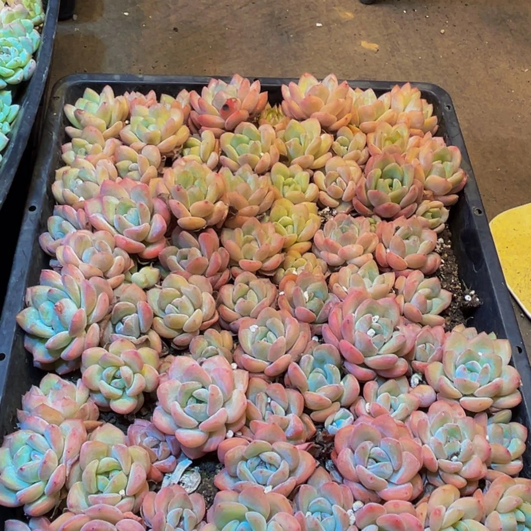 605多肉植物的生长