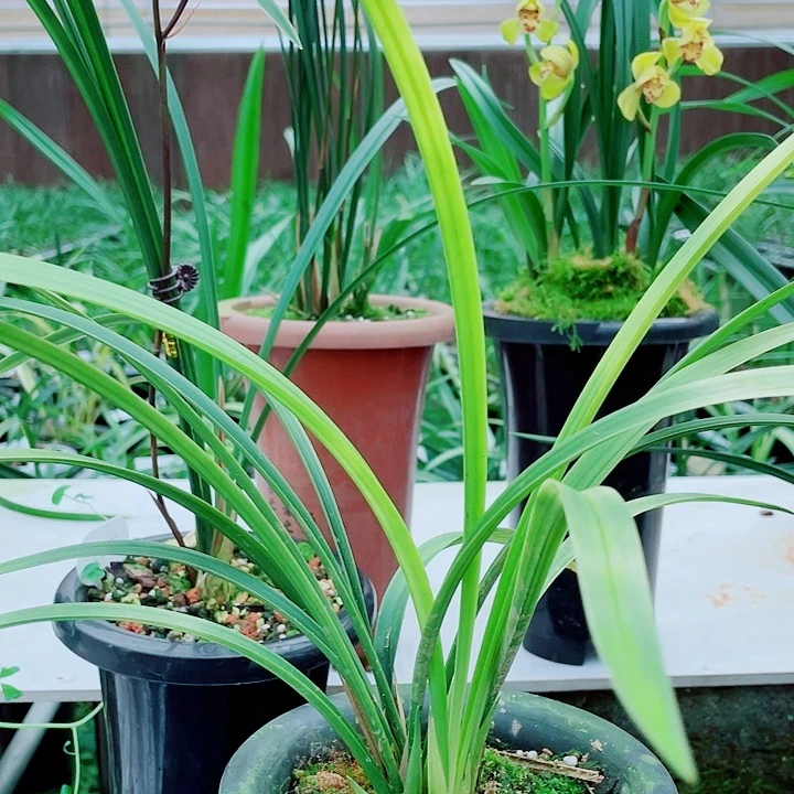 卢***生无花朵一物一漂亮开花