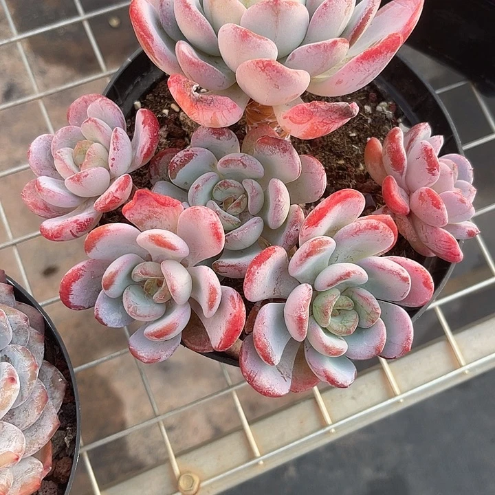 ****光两单包邮，一物一拍