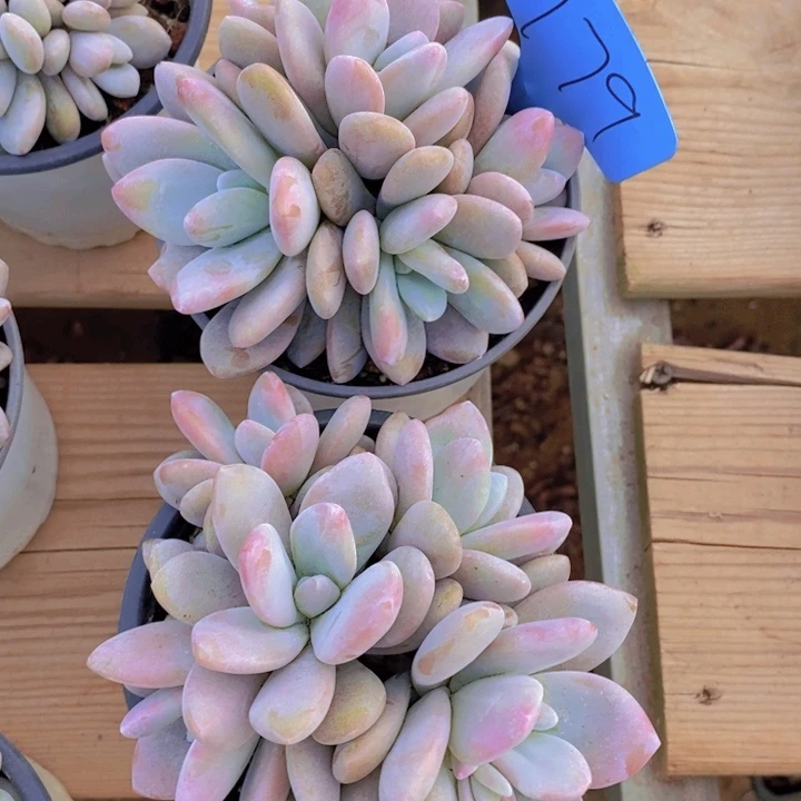 这么多都在一起吃