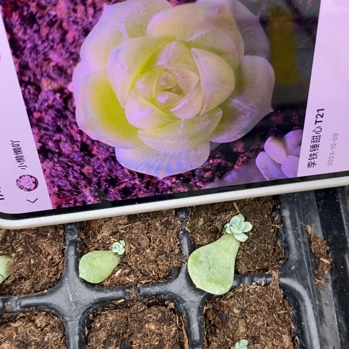 甜心t21芽苗一个量拍