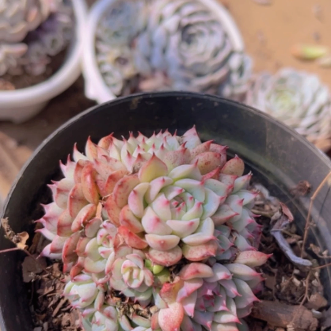 【闪购商品】马赛尔1884