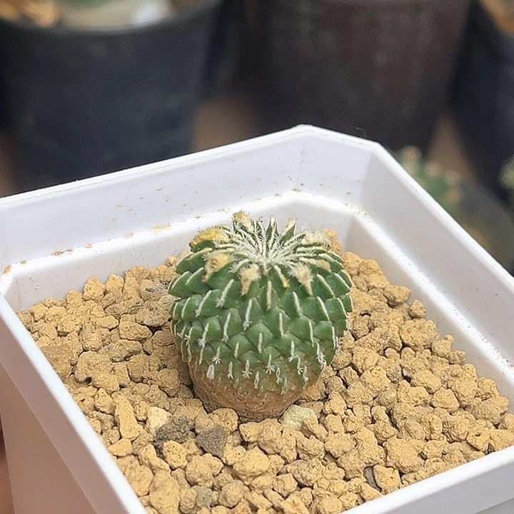 实生刺缀精巧殿2公分