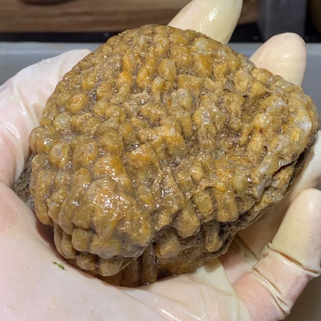 【闪购商品】硅化玉颈饰未镶嵌