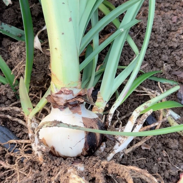 无花朵娜*）盲盒二号开花不售后0218