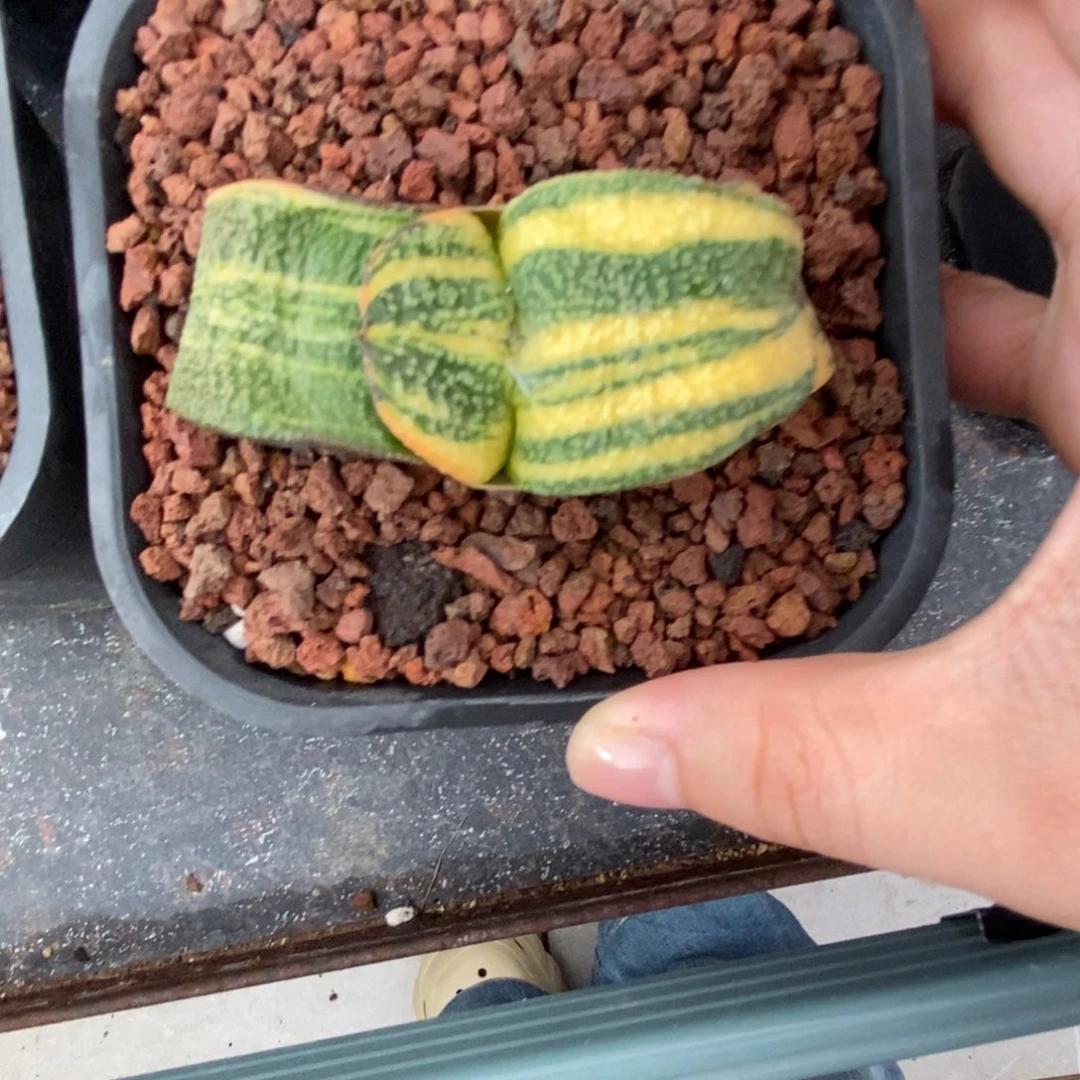 浮***柏卧牛锦实生带盆发货