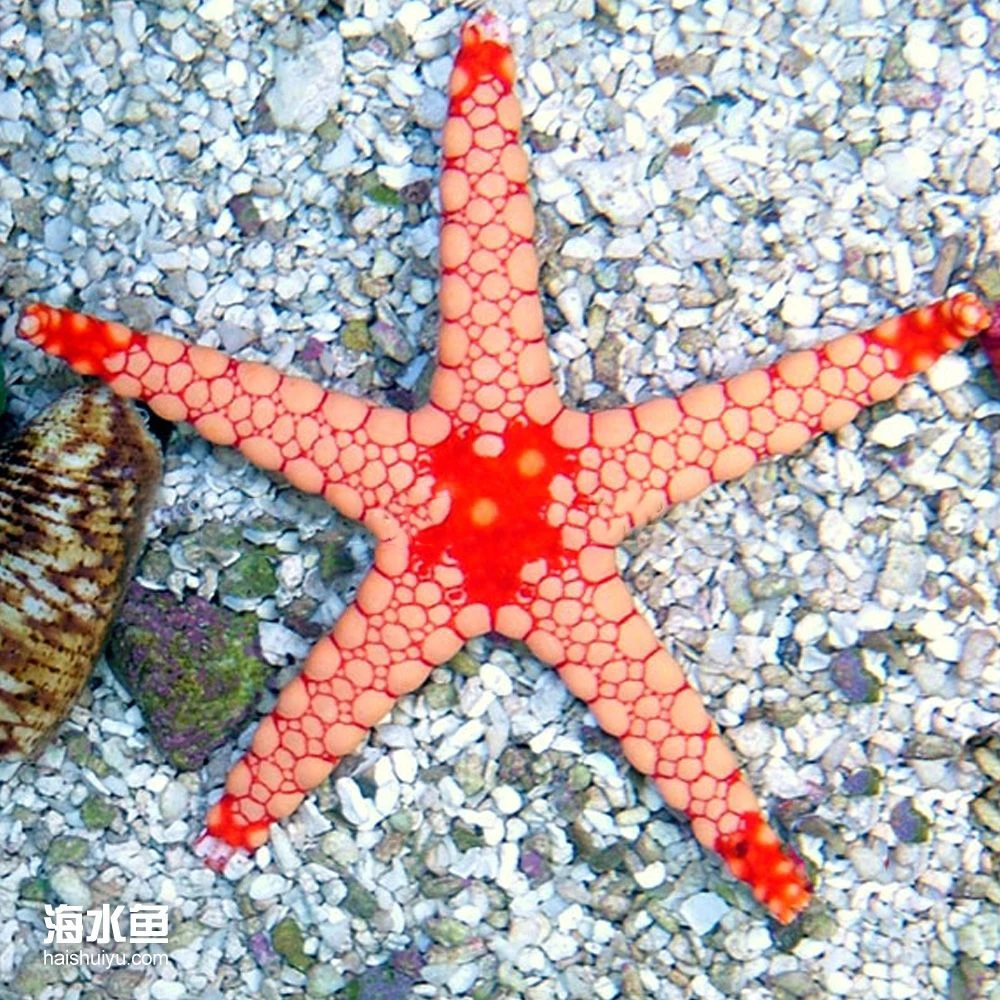 海水观赏鱼 链珠海星