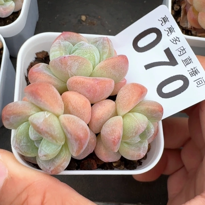 小脸冰玉群生整装糖心