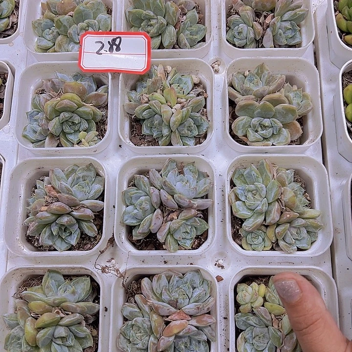 雪兔群19包邮多肉植物
