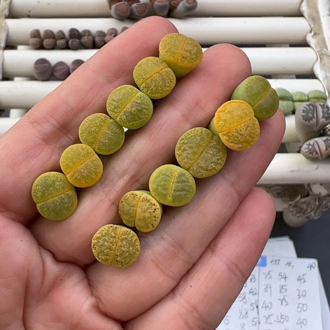 12.24好看的多肉脱土发货648
