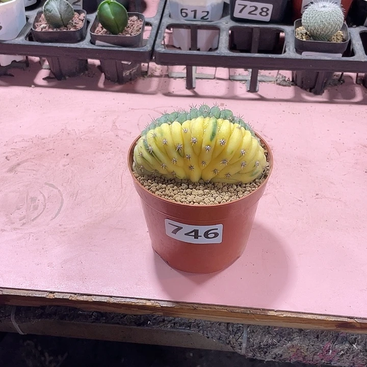 746多纹柱缀化自然锦