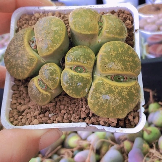 无花朵0589，8年群