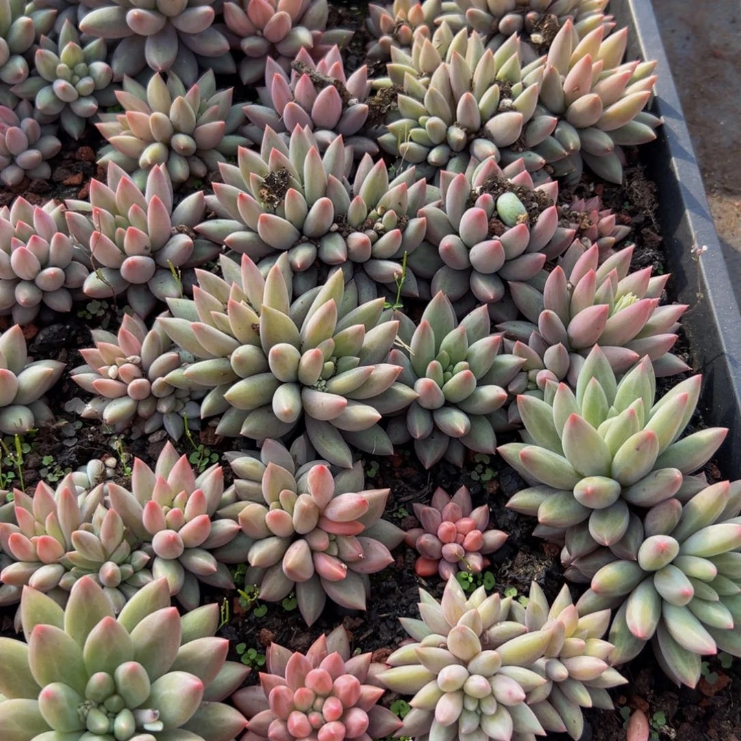 10颗大小不等随机同品