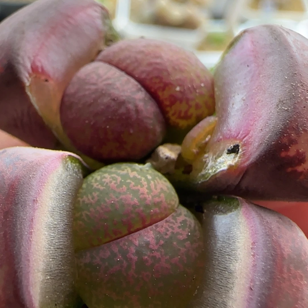 【闪购商品】7673