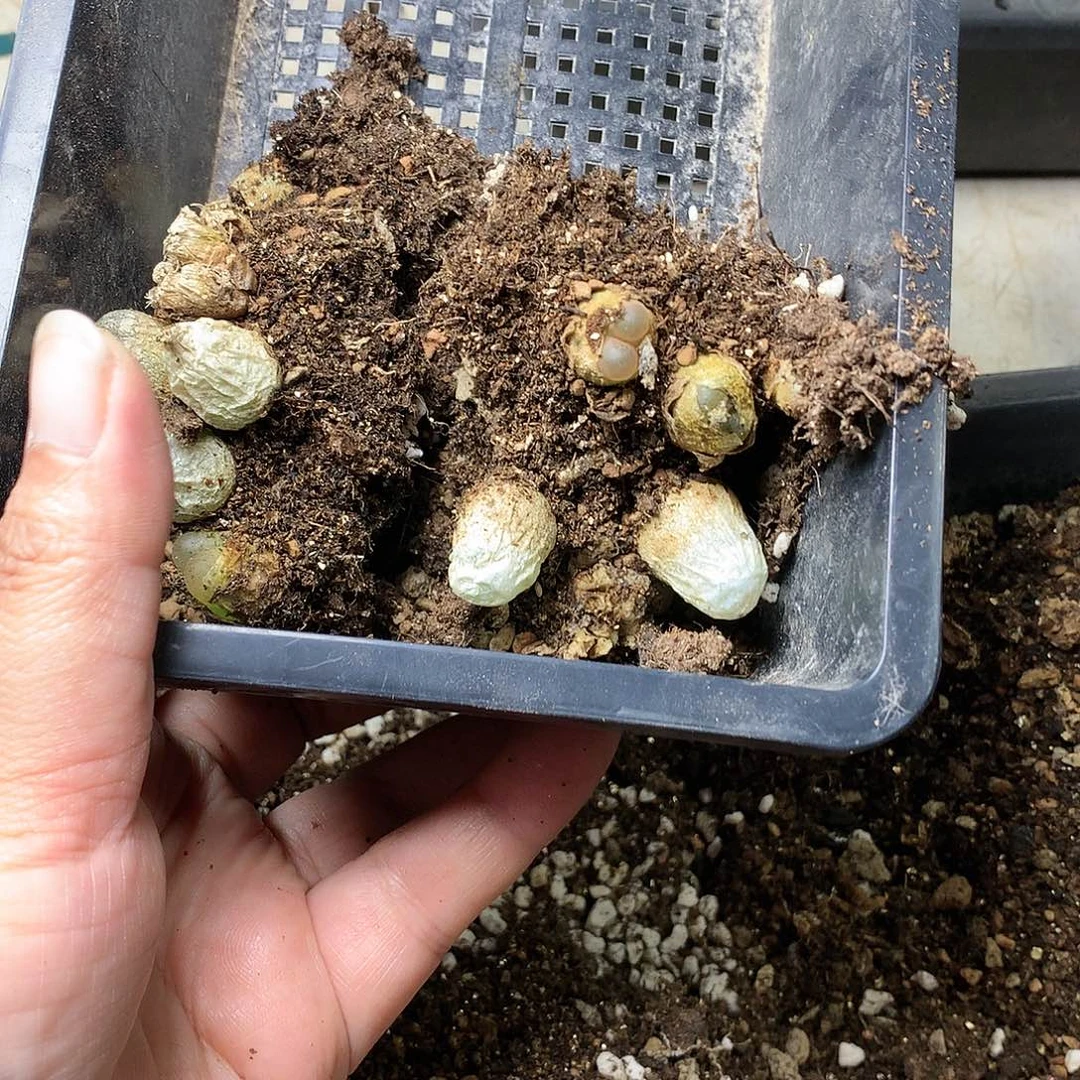 微*G235多肉植物保护