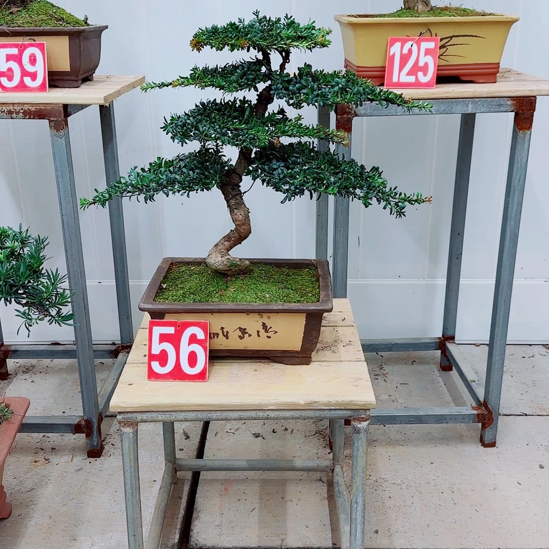 完全开放盆景园林盆景