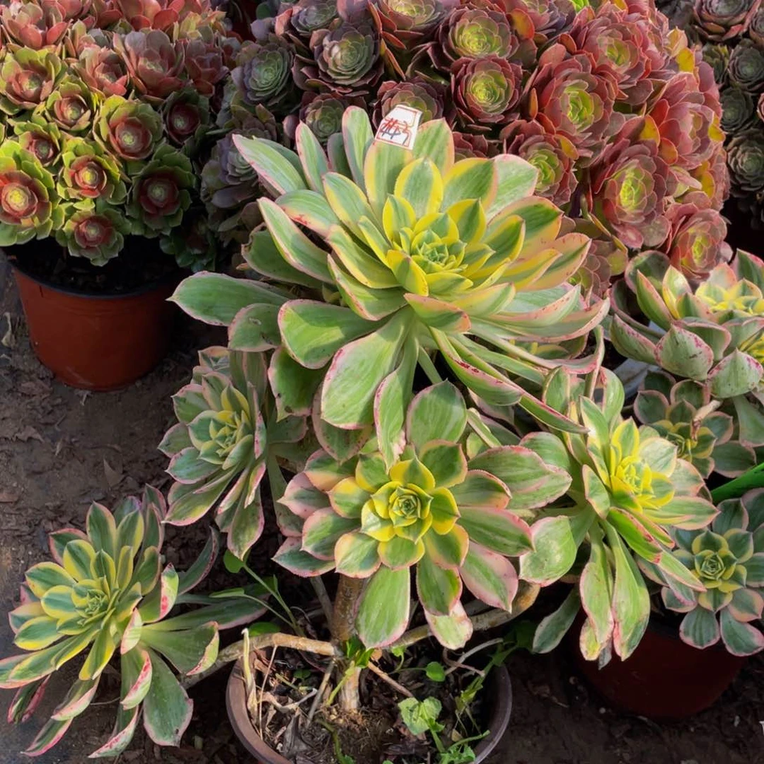 443鲜花老桩灿烂妖桩