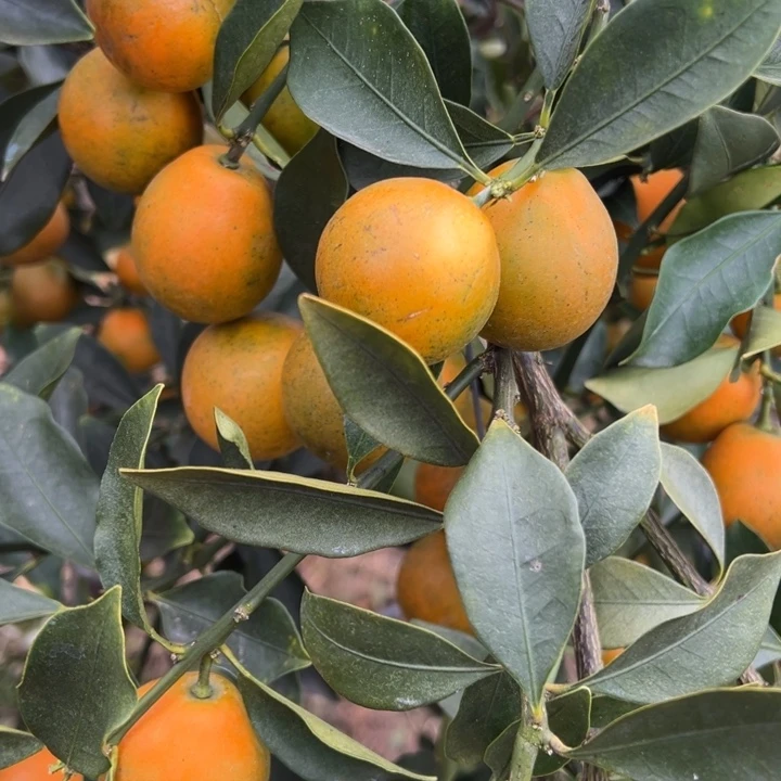 褚柑融安脆蜜金桔4--5号果次果