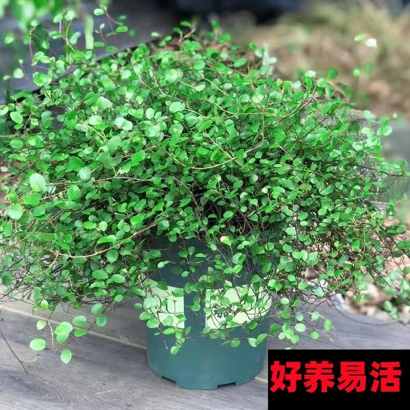 千叶吊兰盆栽观叶植物面包烘焙糕点装饰蛋糕点缀垂吊绿植四季常青