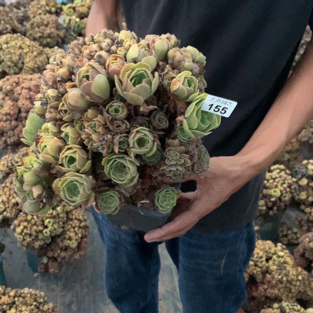 155玫瑰朵朵一颗缀化