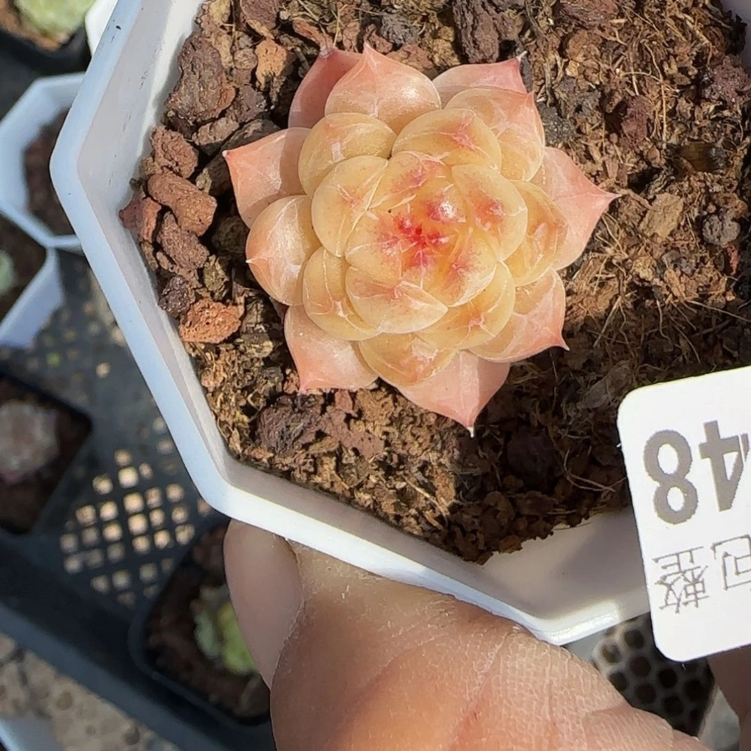 小卡拉米糖心一物一拍27-148