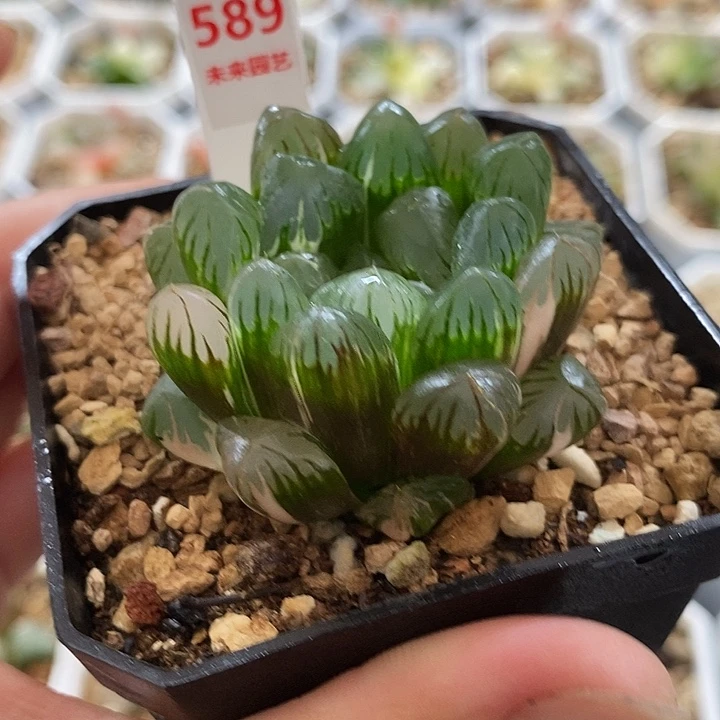 589广濑玉露锦一物一拍