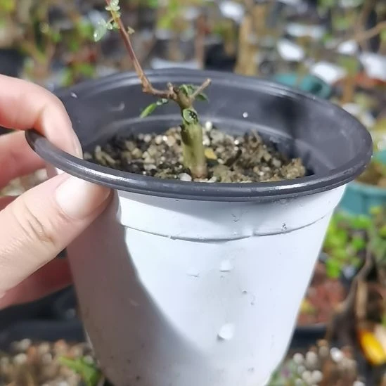 悟***因绒叶补差价带盆土发货