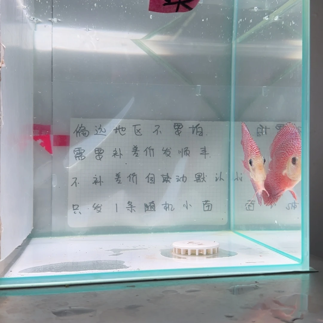 七彩神仙鱼肉身8偏远地区不拍