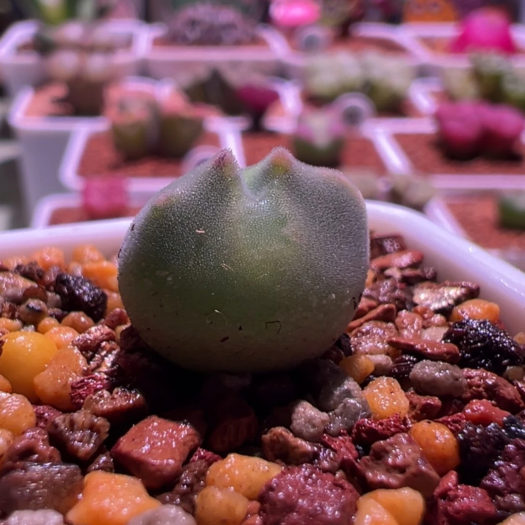 锦***王1234，蛙哥短耳空蝉，肉锥植物