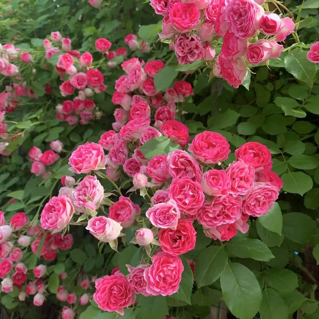 【胭脂扣】爬藤月季 多头爆花 长势快耐贫瘠