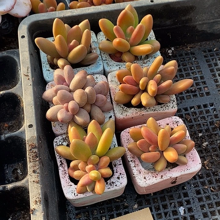 默***默无花朵2911号一物一拍芒果