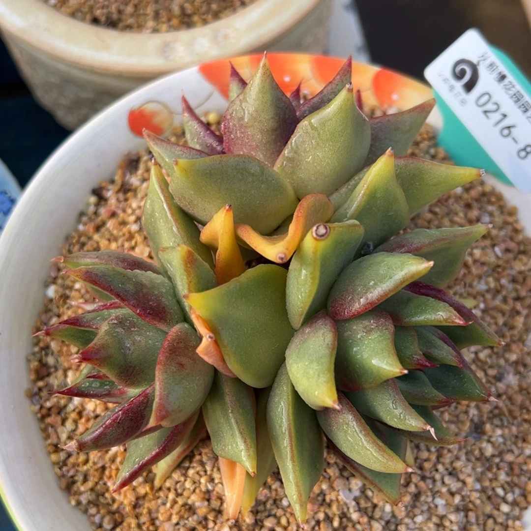 从前慢多肉精选编号0216.8