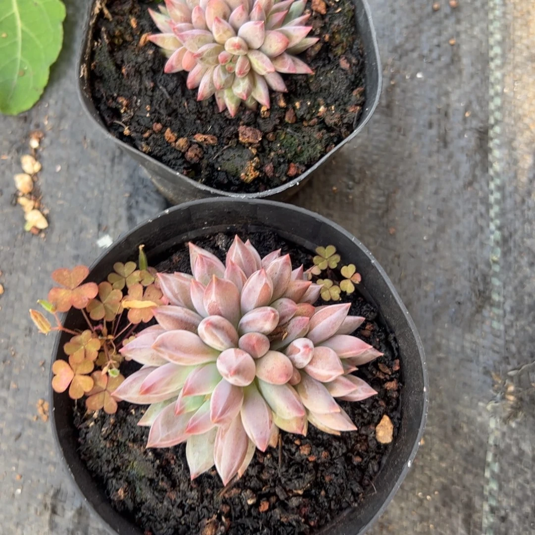 懒***羊多肉植物多肉植物