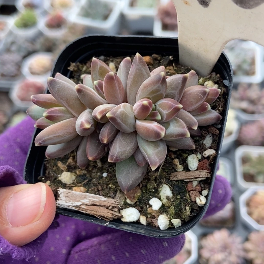 910梵高美人多肉植物