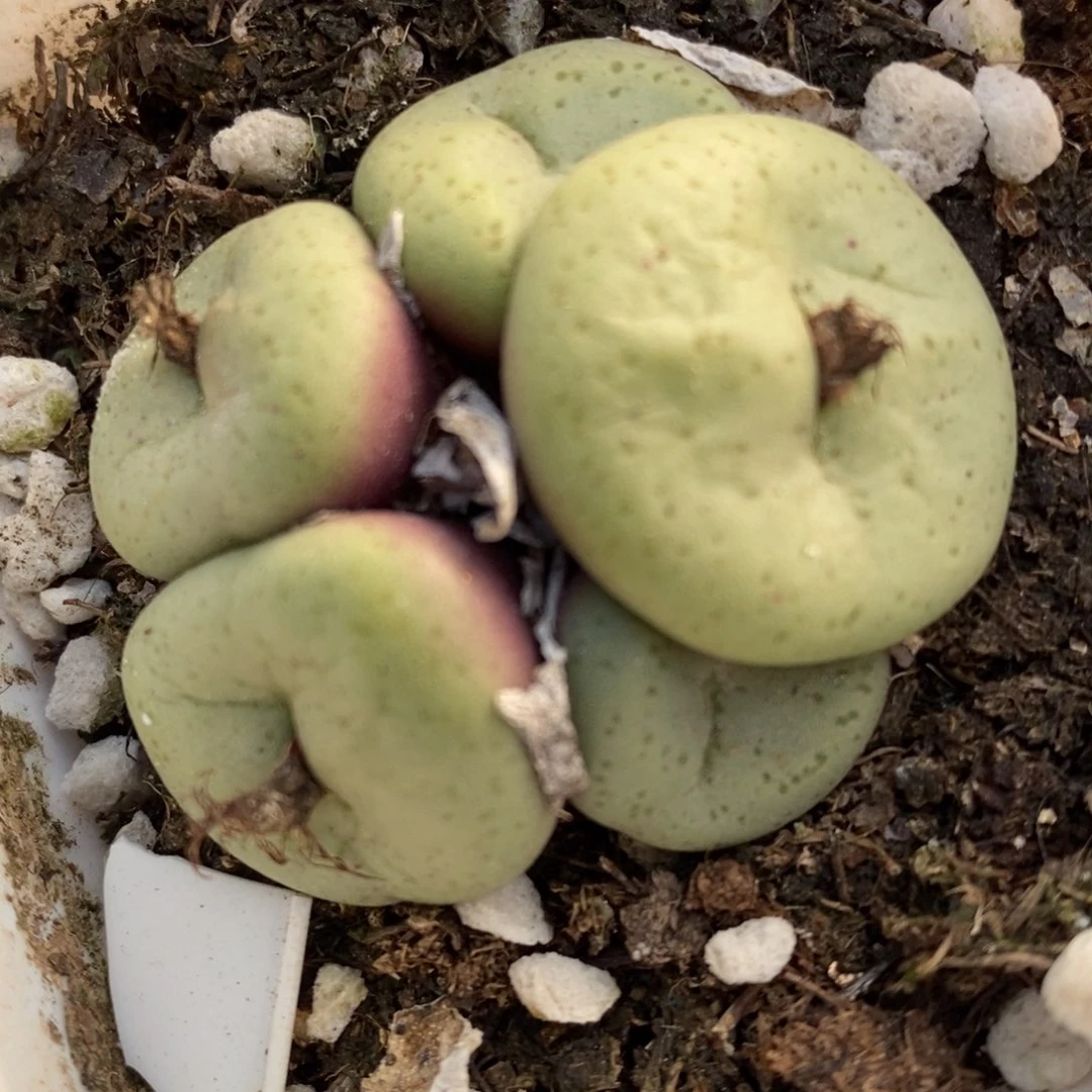 1015吕氏大饼一群