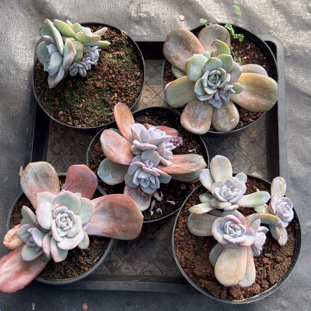 新年快乐新年快乐