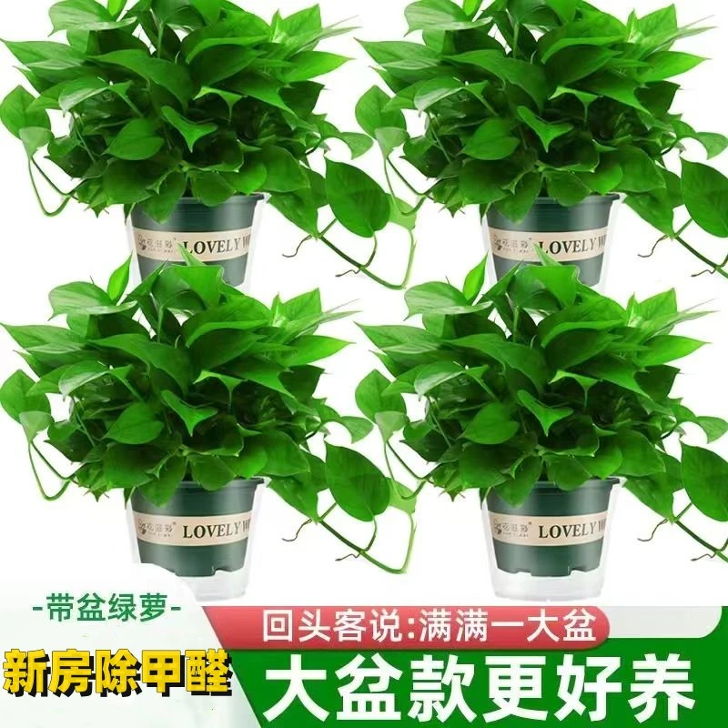 绿姬大盆绿萝盆栽室内植物除甲醛水植绿箩长藤新房家用