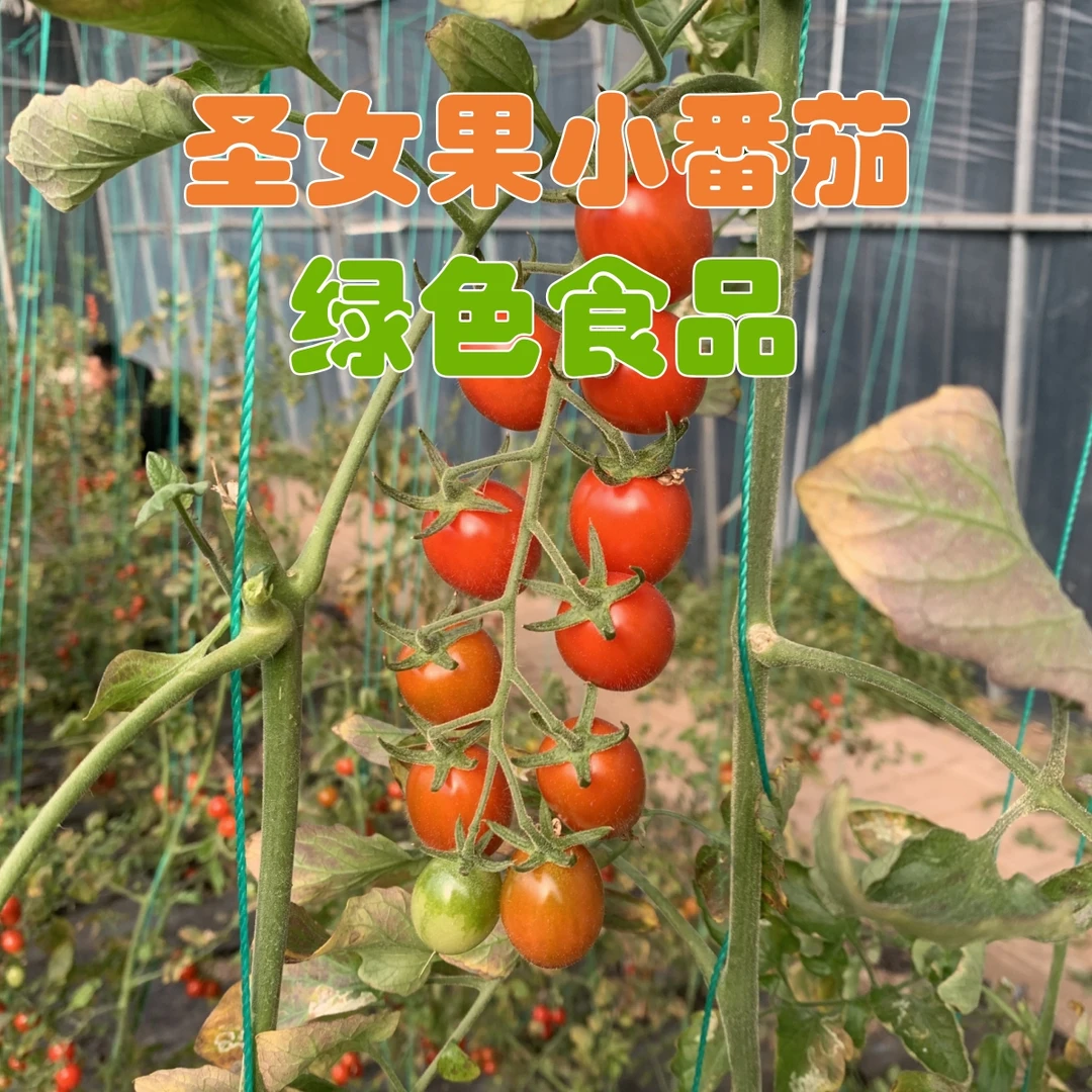 【绿色食品】正宗千禧圣女果樱桃小番茄酸甜可口新鲜直发现摘脆甜