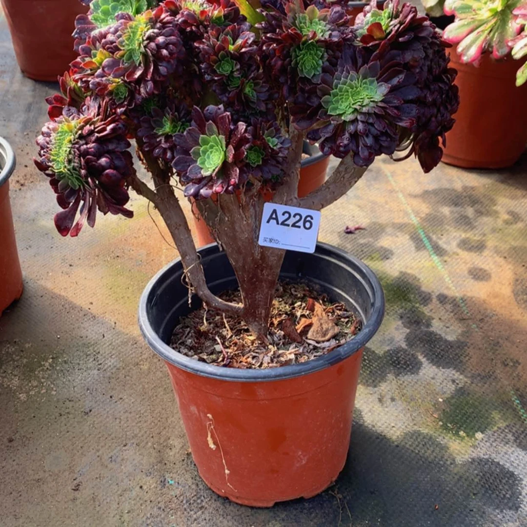 【闪购商品】226嘉年华缀