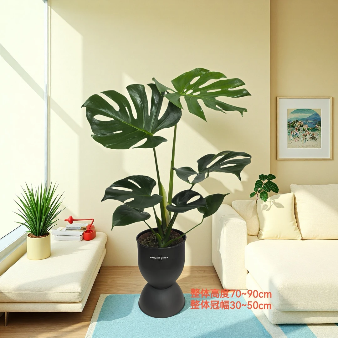 龟背竹土培盆栽水培大叶植物室内四季常青净化空气70~90cm高度