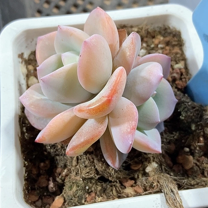 多肉植物韩版奶茶500